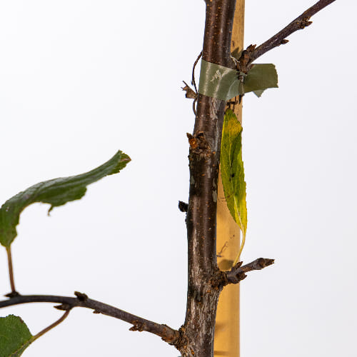 Слива Блю Фри купить в Чебоксарах