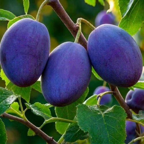 Слива Чернослив купить в Уфе