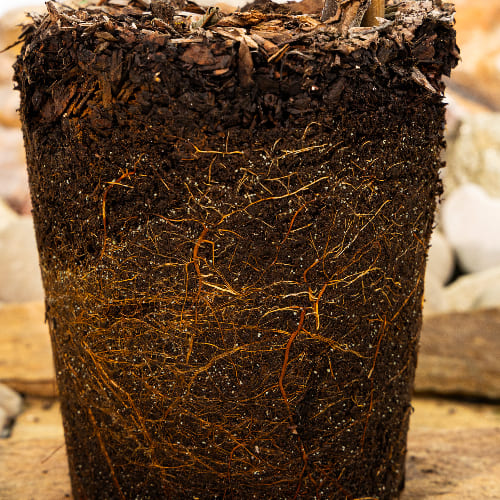 Слива домашняя Болховчанка купить во Владимире