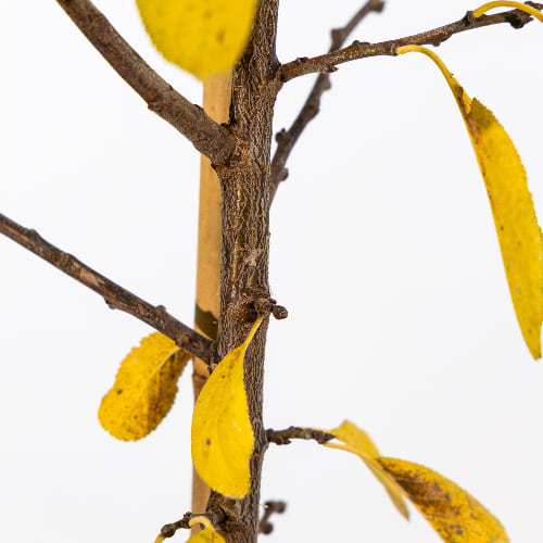 Слива домашняя Болховчанка купить во Владимире