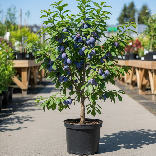 Слива Евразия 21 купить в Чебоксарах