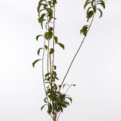 Слива колоновидная Мирабель купить в Нижнем Новгороде