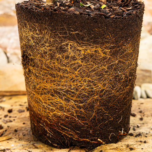 Слива колоновидная Мирабель купить в Нижнем Новгороде