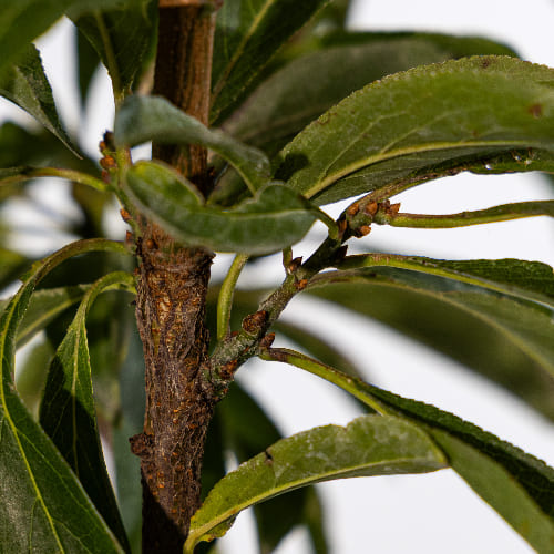 Слива колоновидная Мирабель купить в Нижнем Новгороде