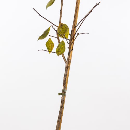 Слива Кромань купить во Владимире