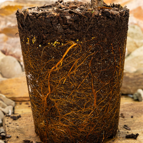 Слива Кромань купить во Владимире