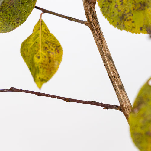 Слива Кромань купить во Владимире
