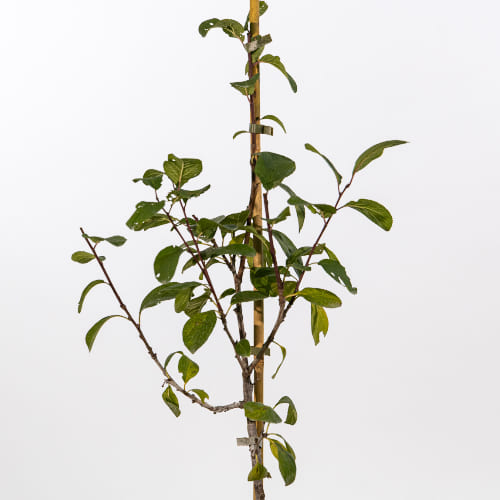 Слива Кубанская ранняя купить в Нижнем Новгороде