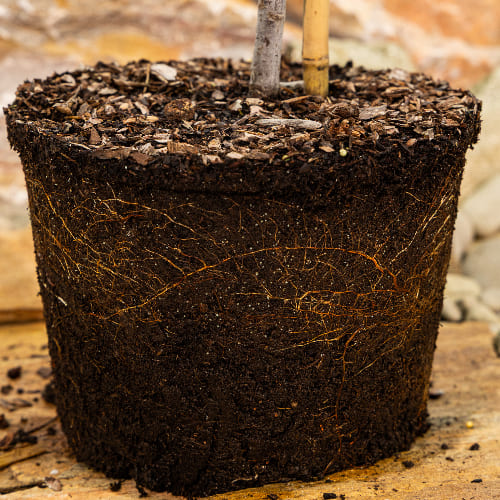 Слива Кубанская ранняя купить в Нижнем Новгороде