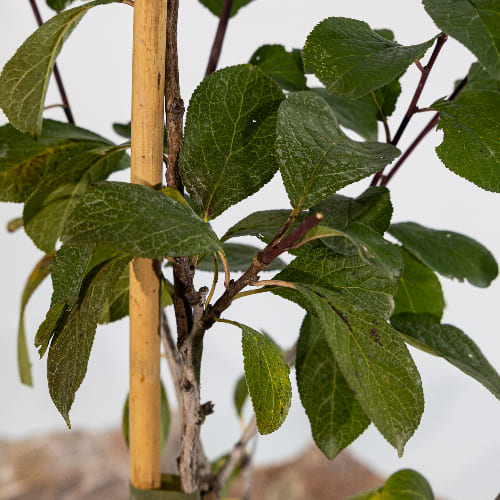 Слива Кубанская ранняя купить в Нижнем Новгороде