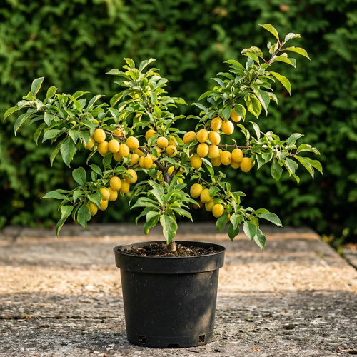 Слива Желтая самоплодная купить в Чебоксарах