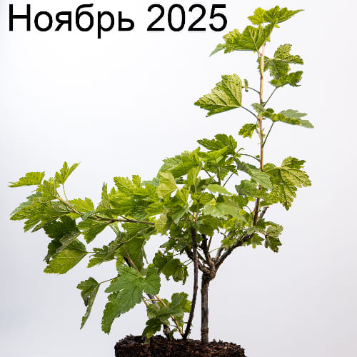 Смородина белая Белая №92 купить во Владимире