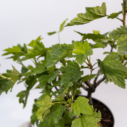 Смородина белая Белая №92 купить во Владимире