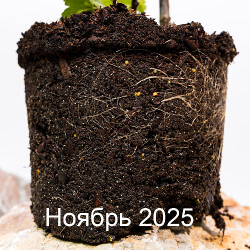 Смородина белая Белая №92 купить во Владимире