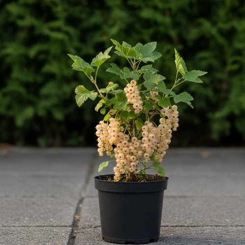 Смородина белая Белая фея купить во Владимире