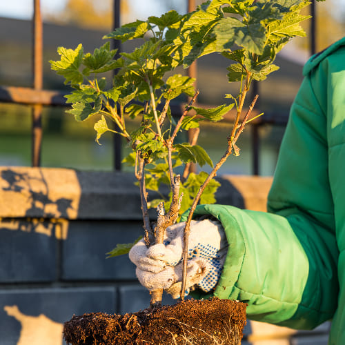 Смородина белая Смольяниновская купить во Владимире