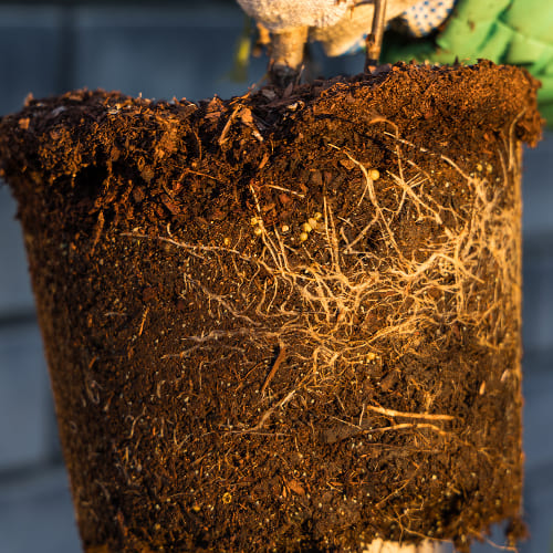 Смородина белая Смольяниновская купить во Владимире