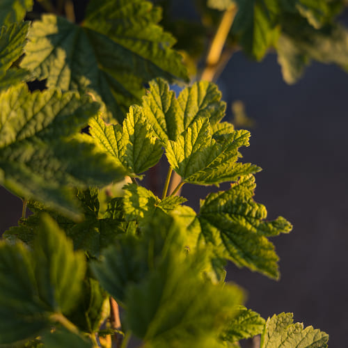 Смородина белая Смольяниновская купить во Владимире