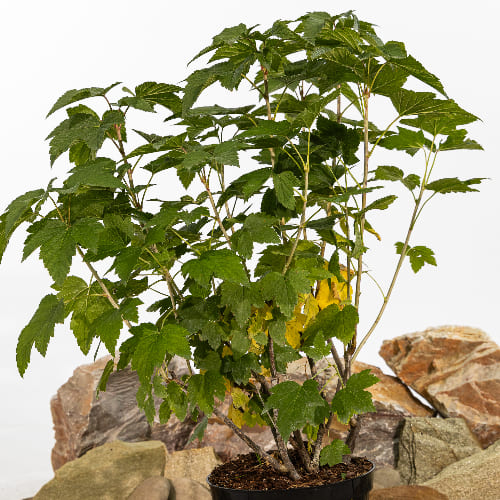 Смородина черная Ажурная купить в Нижнем Новгороде