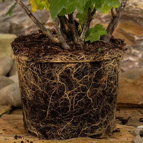 Смородина черная Ажурная купить в Нижнем Новгороде