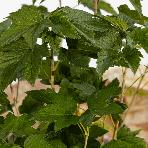 Смородина черная Ажурная купить в Нижнем Новгороде