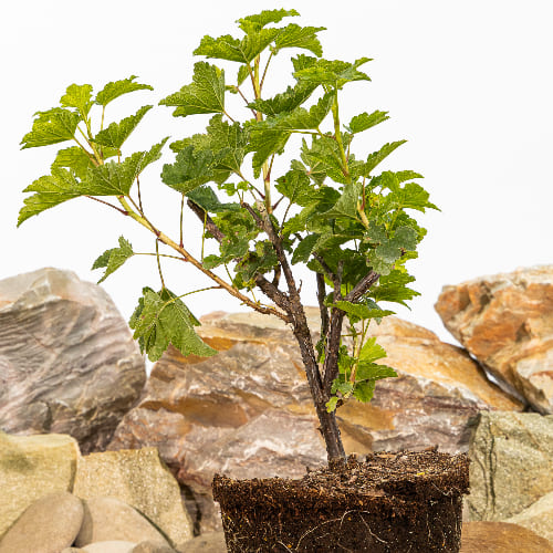 Смородина красная Газель купить в Нижнем Новгороде