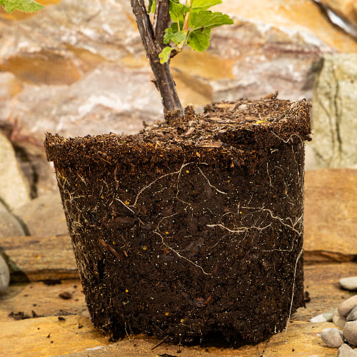 Смородина красная Газель купить в Нижнем Новгороде