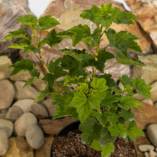 Смородина красная Газель купить в Нижнем Новгороде