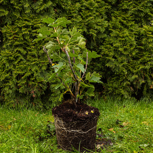 Смородина красная Голландская розовая купить во Владимире