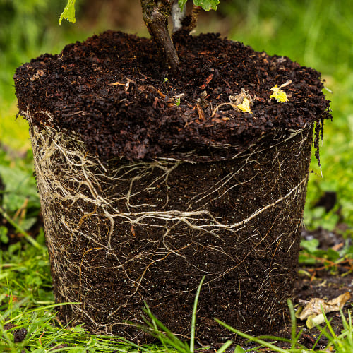 Смородина красная Голландская розовая купить во Владимире