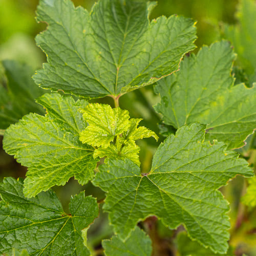 Смородина красная Голландская розовая купить во Владимире