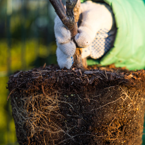 Смородина красная Красная Кузьмина  купить во Владимире