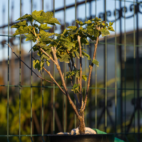 Смородина красная Красная Кузьмина  купить во Владимире