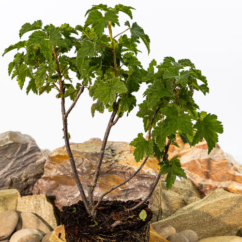 Смородина красная Вика купить во Владимире