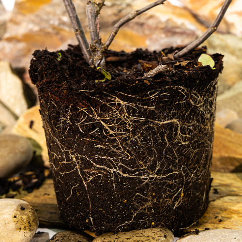 Смородина красная Вика купить во Владимире