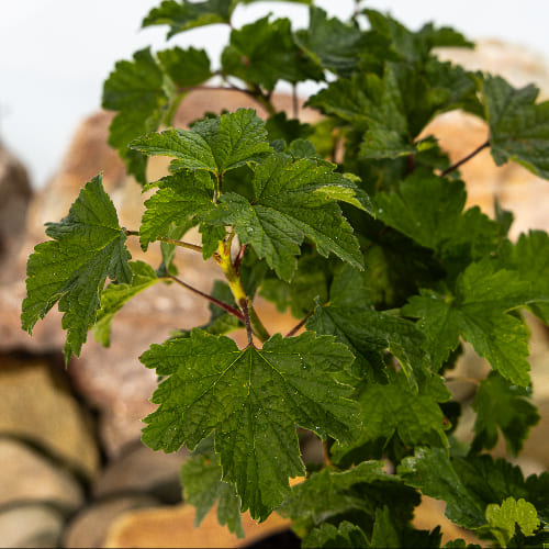 Смородина красная Вика купить во Владимире