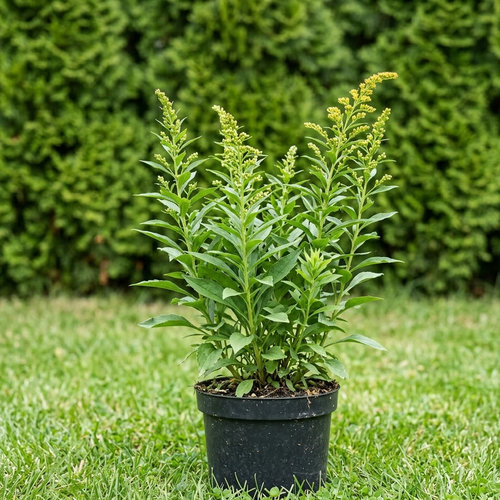 Золотарник гибридный Супер купить в Перми