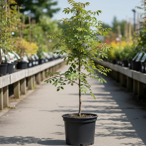 Рябина ольхолистная Рэд Бёрд купить во Владимире