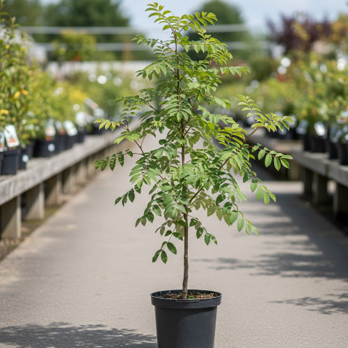 Рябина обыкновенная Пинк Веил купить во Владимире