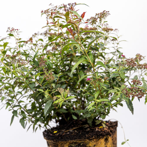 Спирея бумальда Антони Ватерер купить во Владимире