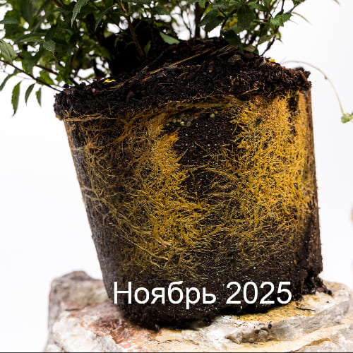 Спирея бумальда Антони Ватерер купить во Владимире