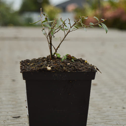Спирея серая Грейфшейм купить в Нижнем Новгороде