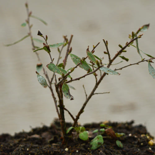 Спирея серая Грейфшейм купить в Нижнем Новгороде