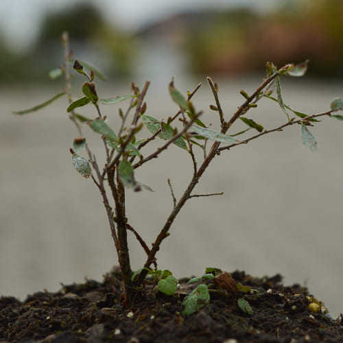 Спирея серая Грейфшейм купить в Нижнем Новгороде
