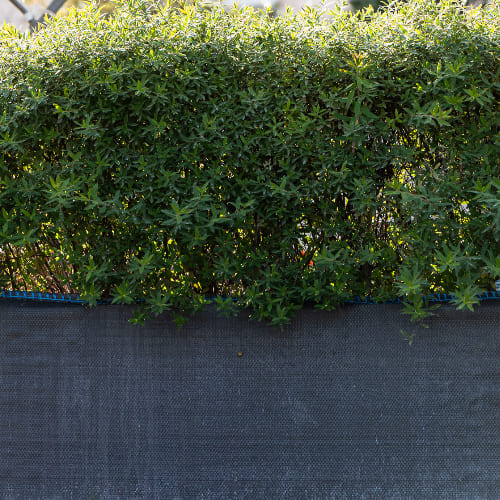 Спирея серая Грейфшейм купить в Нижнем Новгороде