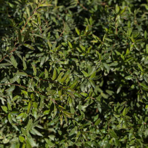 Спирея серая Грейфшейм купить в Нижнем Новгороде