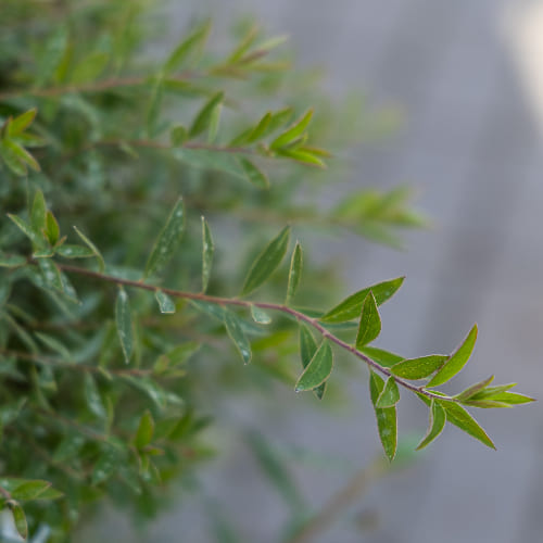 Спирея серая Грейфшейм купить в Нижнем Новгороде