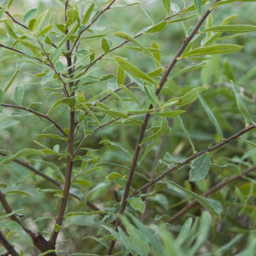 Спирея серая Грейфшейм купить в Нижнем Новгороде