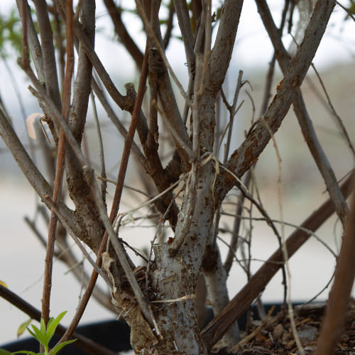 Спирея серая Грейфшейм купить в Нижнем Новгороде