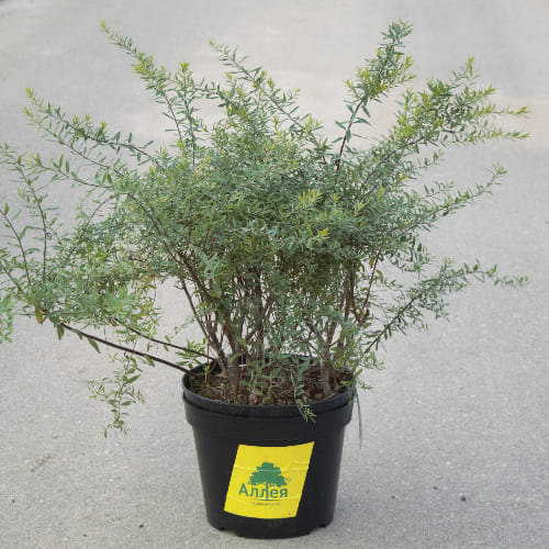 Спирея серая Грейфшейм купить в Нижнем Новгороде